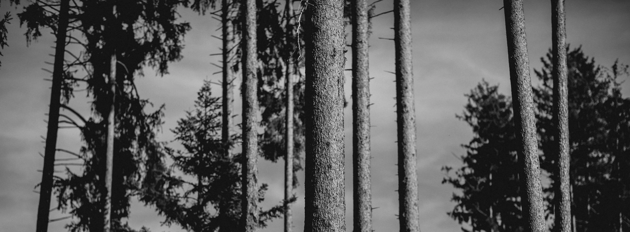 Wald 2